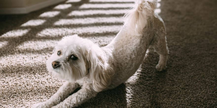 Warum sich dein Hund oft streckt - und was das bedeuten kann