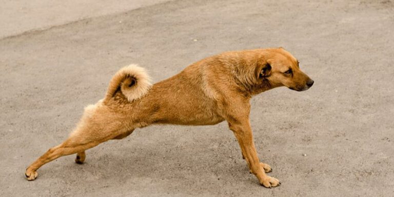 Hund streckt sich oft: Ursachen und Symptome beim Hund