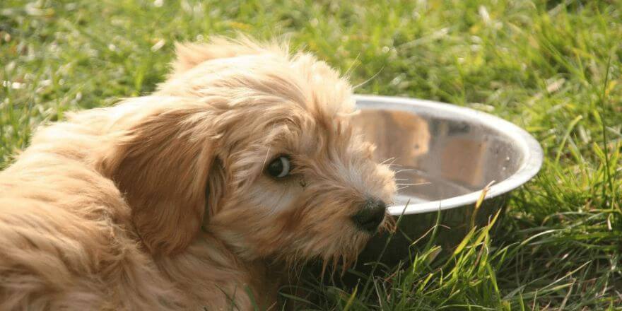 Wenn dein Hund zu wenig trinkt: Was du wissen solltest