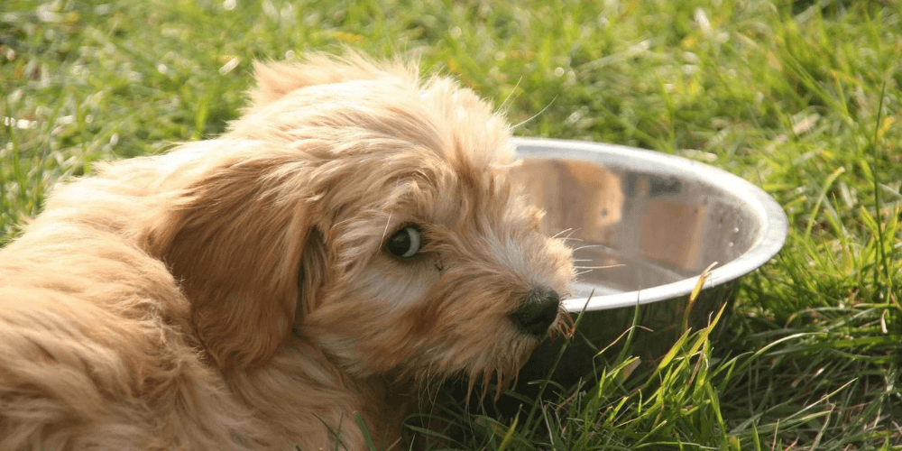 Mein Hund trinkt zu wenig – 11 Möglichkeiten deinen Hund zum Trinken zu animieren