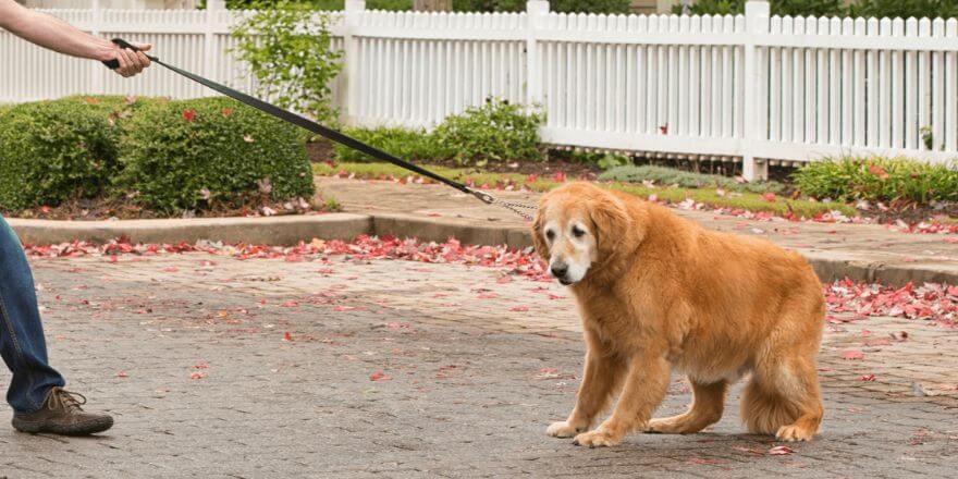 Hund will nicht Gassi gehen: So hilfst du deinem Vierbeiner