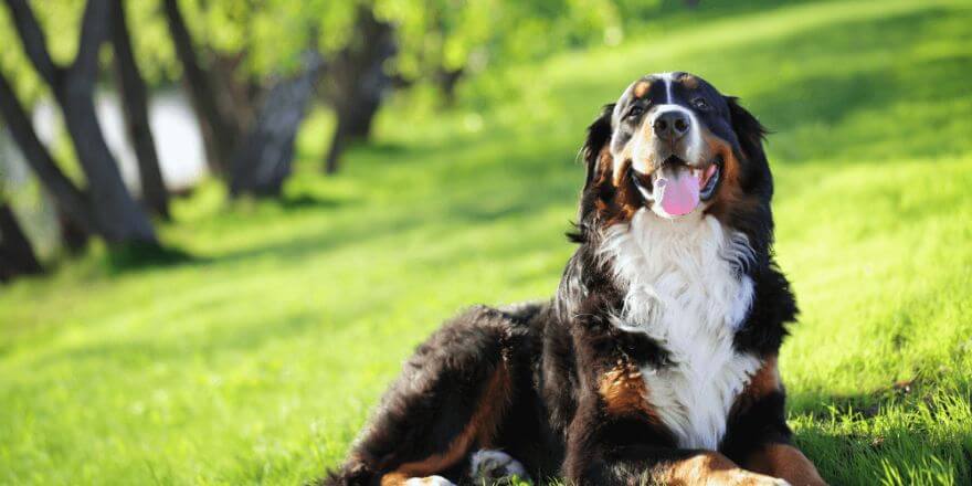Wenn der Hund an den Hinterbeinen zittert - was dahintersteckt