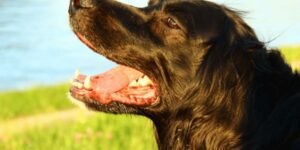 Hund zittert und hechelt - Was steckt dahinter?