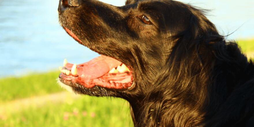 Hund zittert und hechelt - Was steckt dahinter?