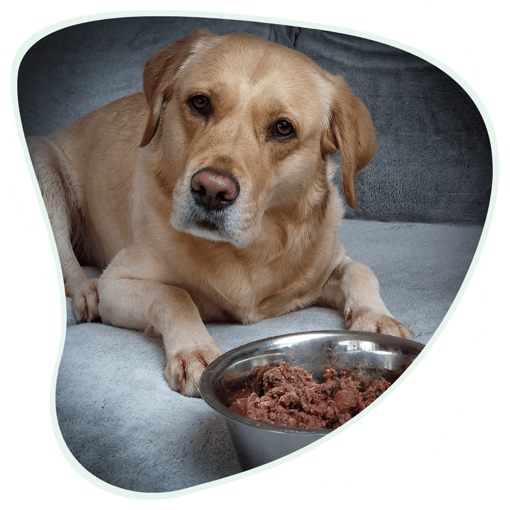 Tipps und Empfehlungen zur richtigen Hundeernährung