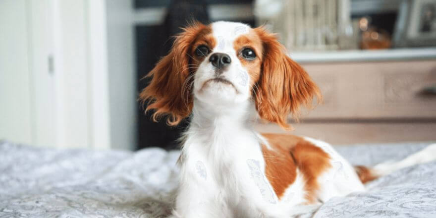 Hunde für Senioren: Der passende Begleiter im Alltag