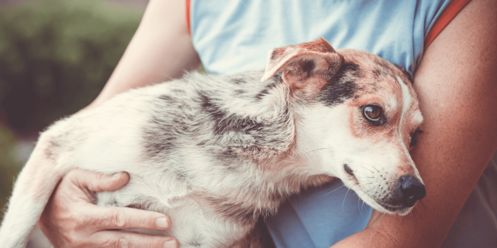Hund gegen Depressionen: Diese Fellnasen reduzieren Ängste