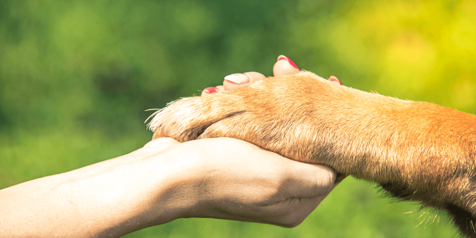 Hunde gegen Depressionen: Diese 5 Hunderassen sind perfekte Begleiter