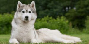 Hunde Kühldecke: Alles was du wissen musst