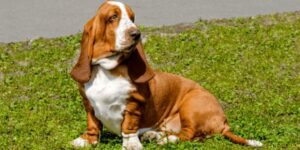 Hunde mit langen Ohren - besondere Rassen und ihre Eigenarten