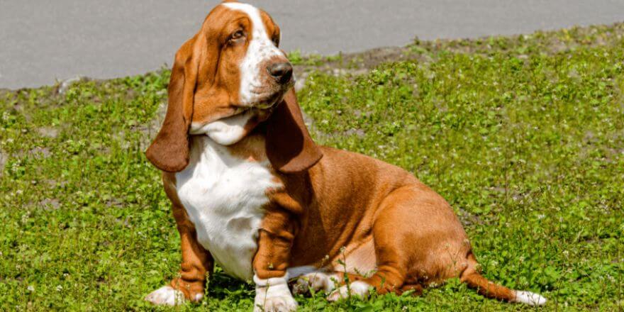 Hunde mit langen Ohren - besondere Rassen und ihre Eigenarten