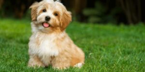 Hunde ohne Fellwechsel - pflegeleicht und sauber durchs Jahr