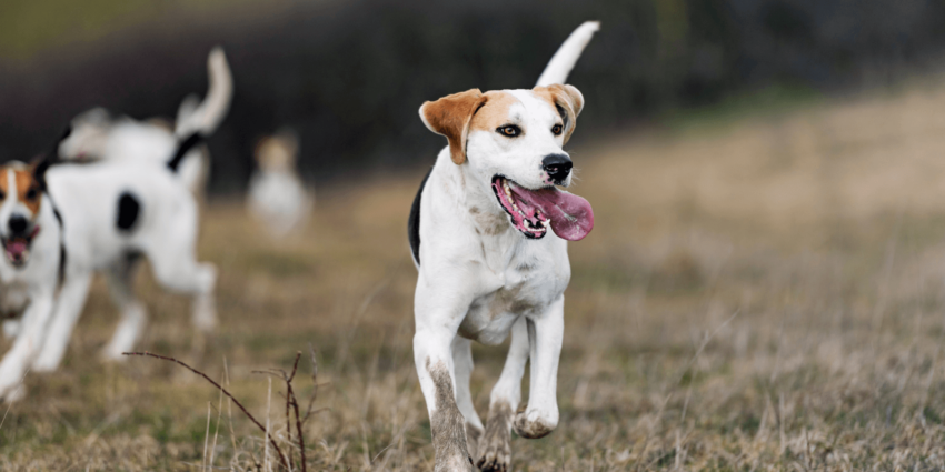 Hunde ohne Jagdtrieb – 16 Rassen, die nicht jagen