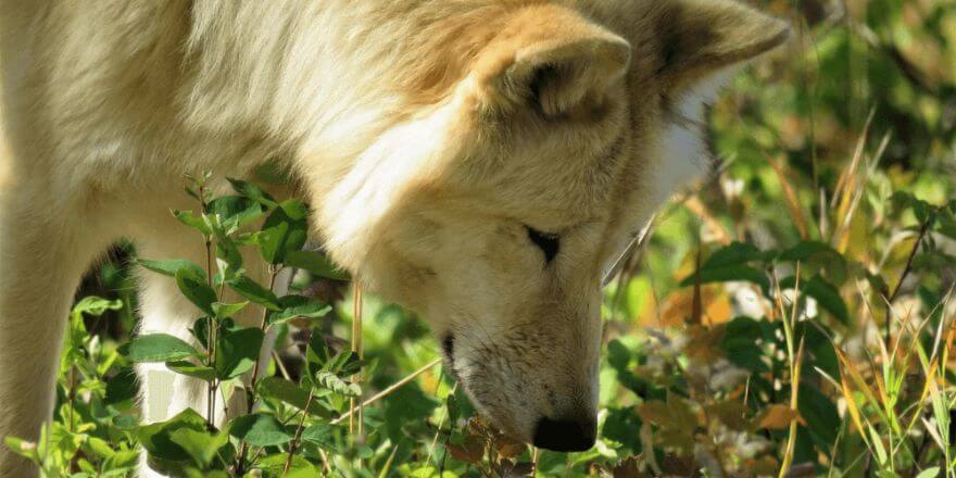 Warum Hunde schnüffeln - was du als Halter wissen solltest