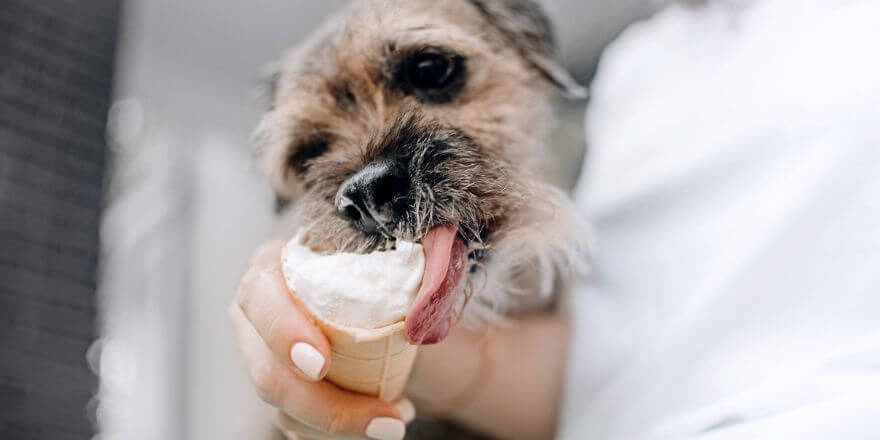 Hundeeis selber machen: Gesunde Erfrischung für deinen Vierbeiner