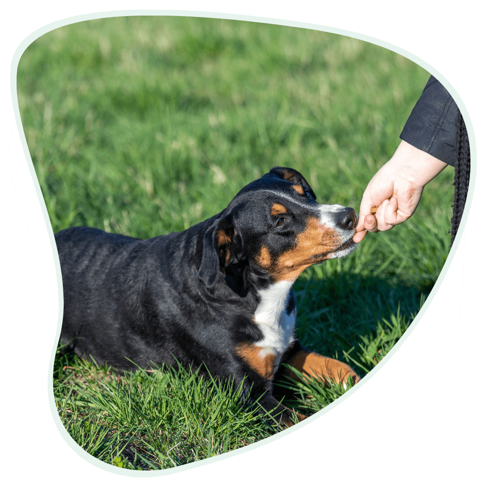 Hundeerziehung – Hunde richtig erziehen Tipps