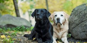 Die besten Hunderassen für Anfänger: Welche passt zu dir?