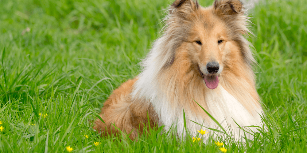 Kinderfreundliche Hunderassen für Familien: Der Collie