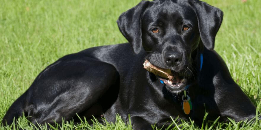 Die besten Hunderassen für Familien: Welche Hunde wirklich passen