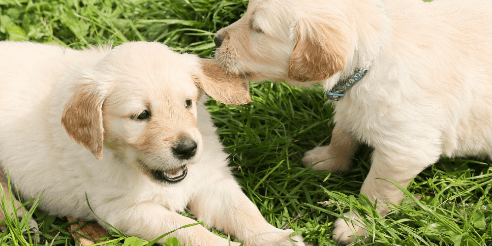 Hundewelpen Tipps und Wissen