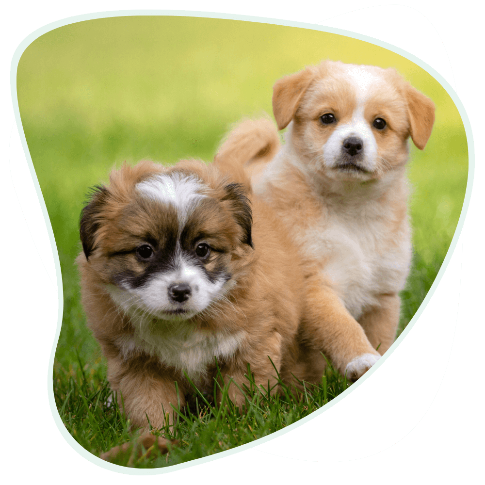 Hundewelpen - Tipps zur Erziehung und Gesundheit
