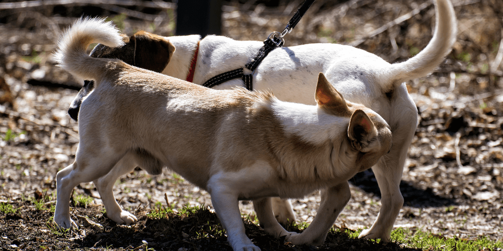Interaktion unter Hunden - Das Beschnuppern