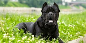 Italienische Hunderassen: Treue Begleiter mit Charme und Charakter