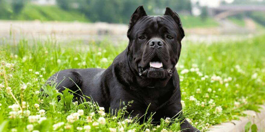 Italienische Hunderassen: Treue Begleiter mit Charme und Charakter