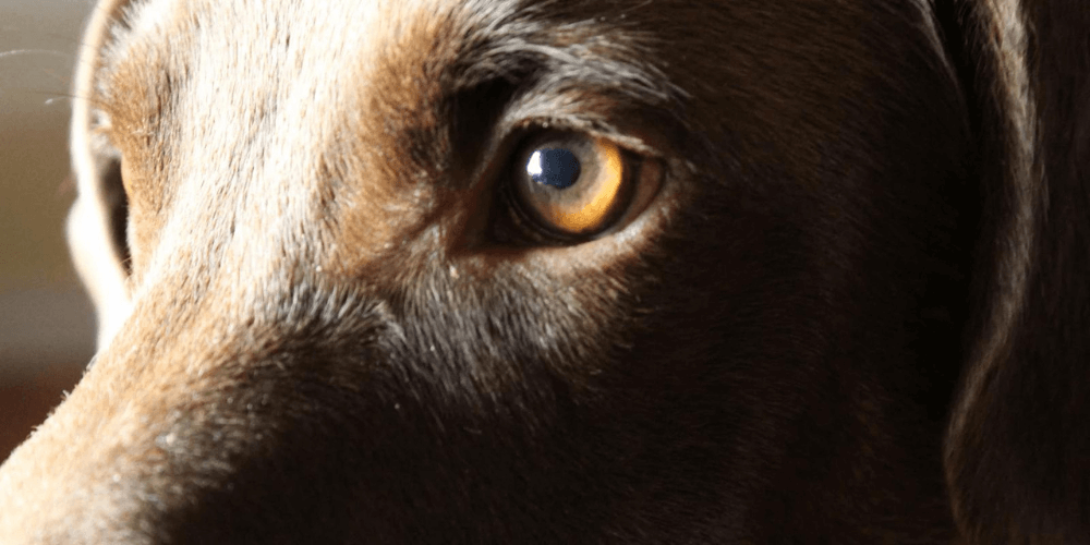 Können Hunde Farben sehen oder sind sie Farbenblind?