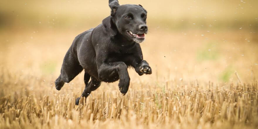 Können Hunde Muskelkater haben? So erkennst du es!