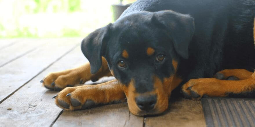 Können Hunde weinen? Die emotionale Welt der Hunde!