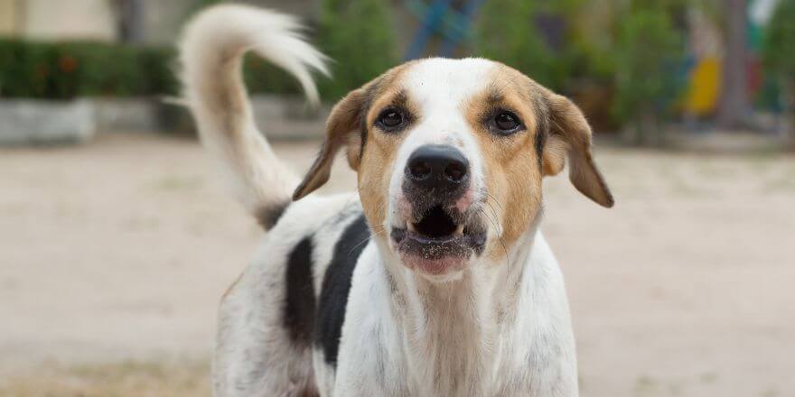 Mein Hund bellt jeden an - Frust oder Überforderung Mein Hund bellt jeden an - Frust oder Überforderung
