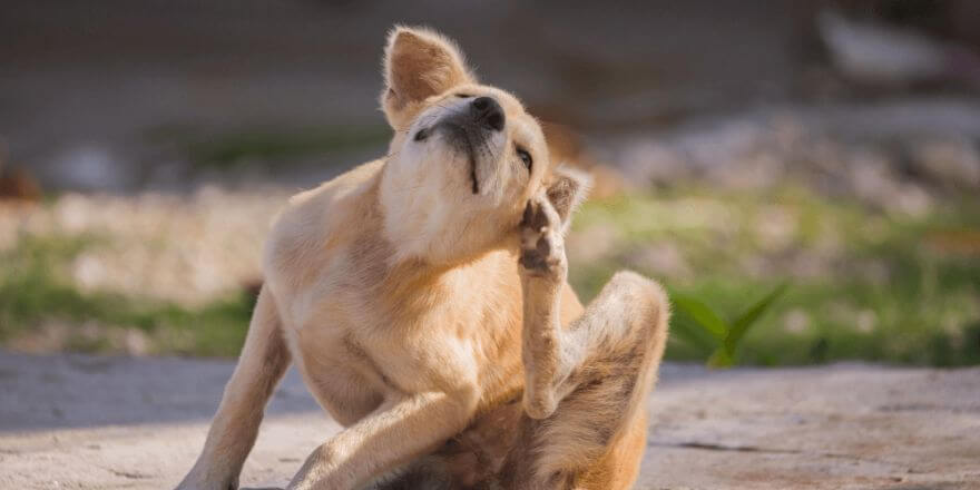 Warum leckt mein Hund meine Hand? Ursachen und Tipps