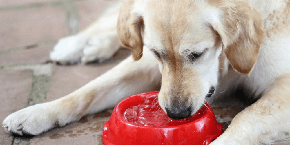 Hund trinkt nicht - Ursachen und Lösungen