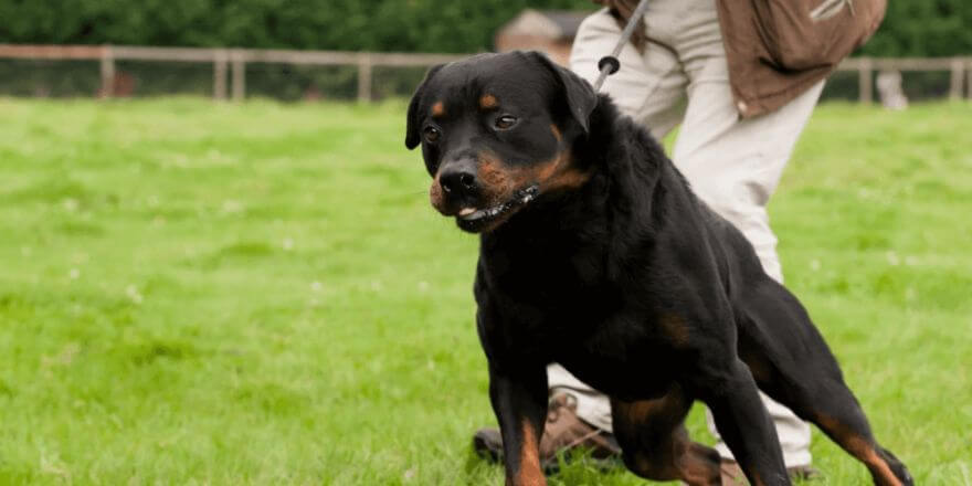 Hund zieht an der Leine: So klappt entspanntes Spazierengehen