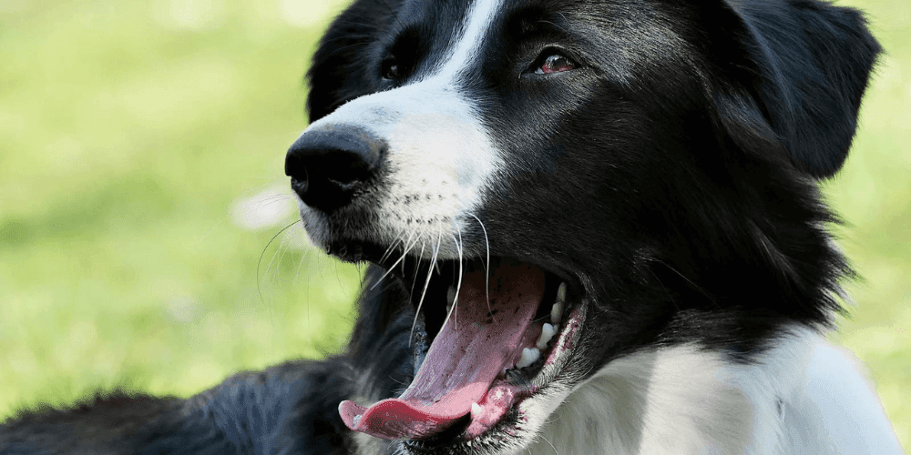 Mundgeruch bei Hunden: Mögliche Ursachen und was zu tun ist – Tipps zum Vorbeugen