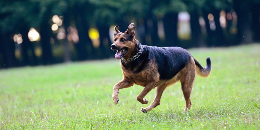 Wie oft soll dein Hund trainieren? Wie oft soll dein Hund trainieren?