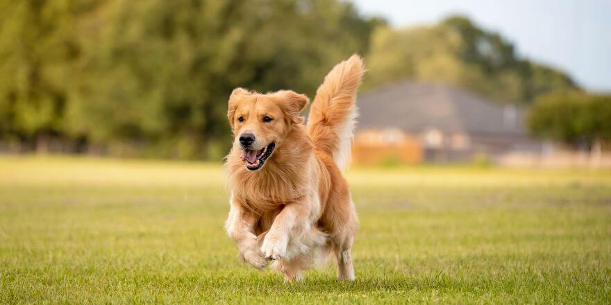 Muskelaufbau beim Hund - so stärkst du deinen Vierbeiner richtig