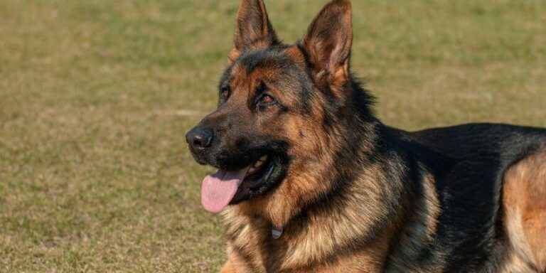 Reizhusten beim Hund: Ursachen, Behandlung und was du tun kannst