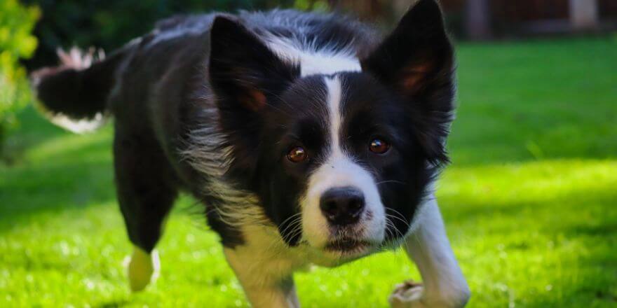 Beliebte schwarze Hunderassen für Familien - Der Border Collie Beliebte schwarze Hunderassen für Familien - Der Border Collie