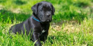 Schwarze Hunderassen: Eleganz auf vier Pfoten