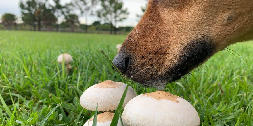 Sind Pilze giftig für Hunde? So schützt du deinen Vierbeiner im Wald!