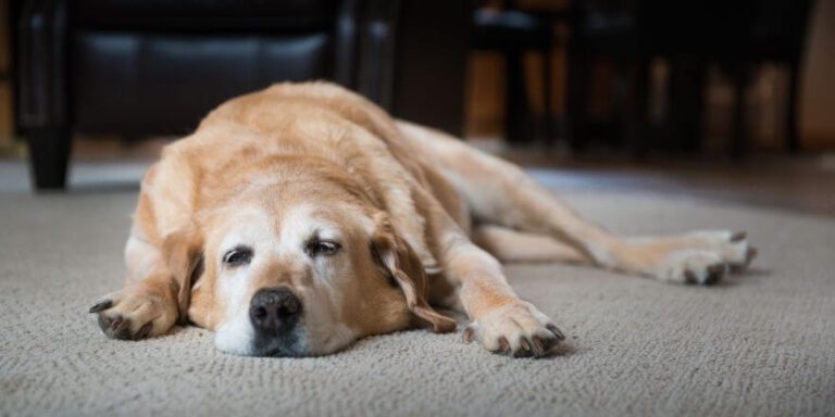 Wie Lange Trauert Ein Hund Bei Besitzerwechsel www.hunde-welpen-tipps.de