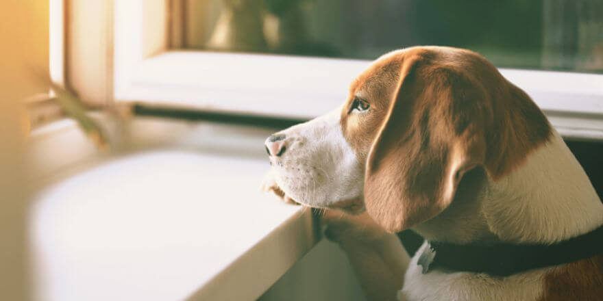 Trennungsangst beim Hund: Wenn Alleinbleiben zum Problem wird