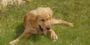 Untergewicht beim Hund: Wann es ernst wird und was du tun kannst