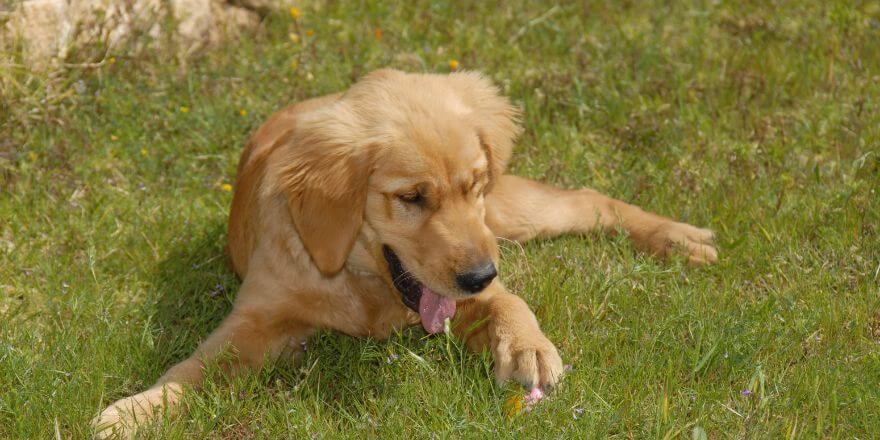 Untergewicht beim Hund: Wann es ernst wird und was du tun kannst