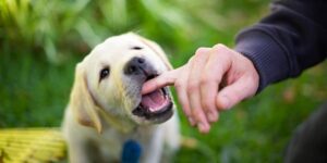 Wann hören Welpen auf zu beißen? Der ultimative Zeitplan für Hundebesitzer
