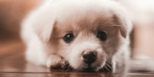 Wann öffnen Hundewelpen die Augen? Ein Blick in die ersten Lebenstage!