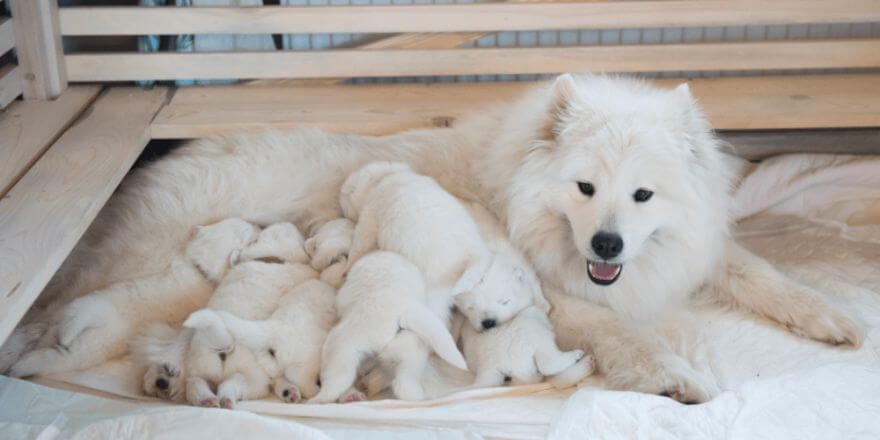 Wann öffnen Hundewelpen die Augen? Wann öffnen Hundewelpen die Augen?