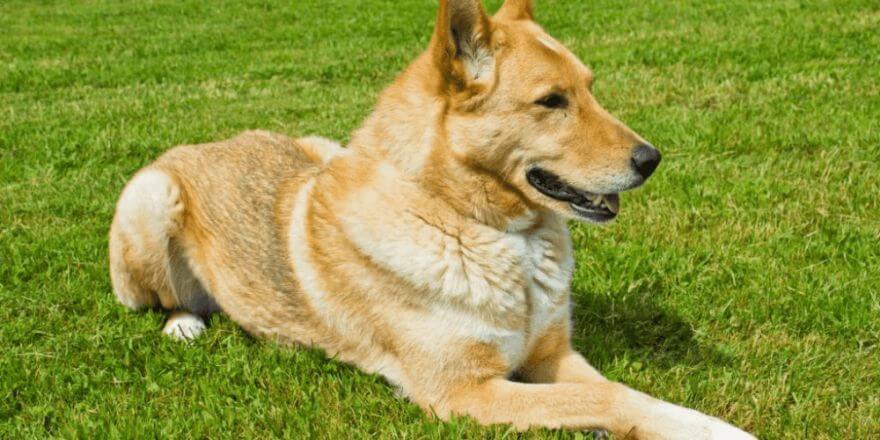 Wann und wo man eine Hunde-Kühldecke verwenden sollte Wann und wo man eine Hunde-Kühldecke verwenden sollte